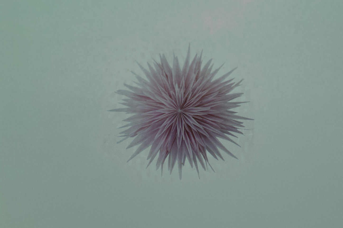 Blumen Stern X-Large